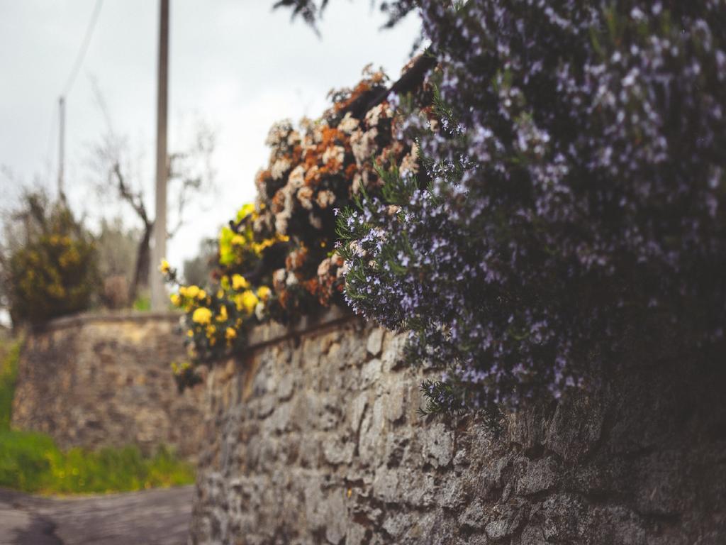 Agriturismo La Collina Toscana Pieve a Maiano Ngoại thất bức ảnh